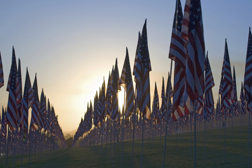 field with many American flags